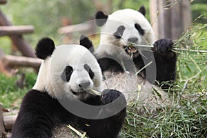 Giant Panda photo