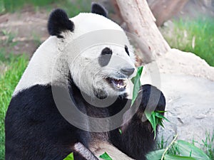 Giant panda