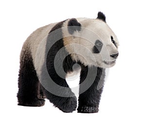 Giant Panda (18 months) - Ailuropoda melanoleuca