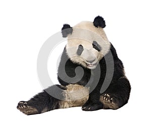 Giant Panda (18 months) - Ailuropoda melanoleuca