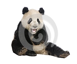 Giant Panda (18 months) - Ailuropoda melanoleuca