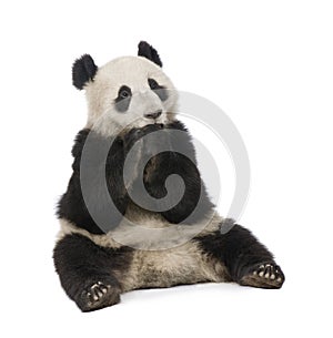 Giant Panda (18 months) - Ailuropoda melanoleuca