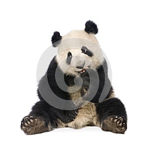 Giant Panda (18 months) - Ailuropoda melanoleuca photo