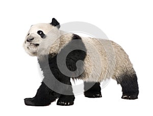 Giant Panda (18 months) - Ailuropoda melanoleuca