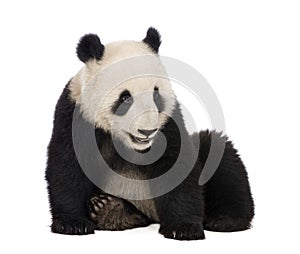 Giant Panda (18 months) - Ailuropoda melanoleuca