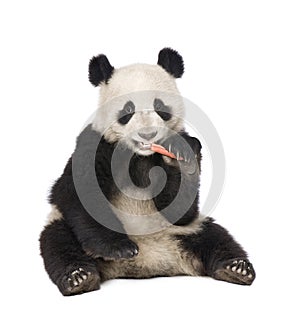 Giant Panda (18 months) - Ailuropoda melanoleuca