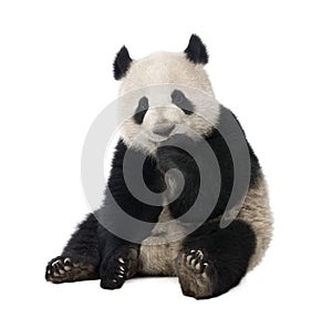 Giant Panda (18 months) - Ailuropoda melanoleuca photo