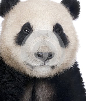 Giant Panda (18 months) - Ailuropoda melanoleuca