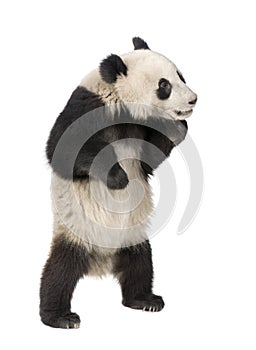 Giant Panda (18 months) - Ailuropoda melanoleuca