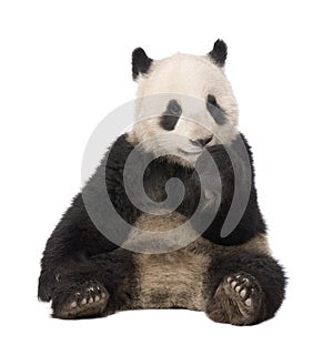 Giant Panda (18 months) - Ailuropoda melanoleuca