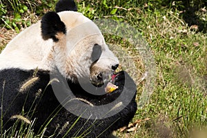 Giant Panda