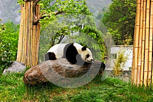 Giant Panda