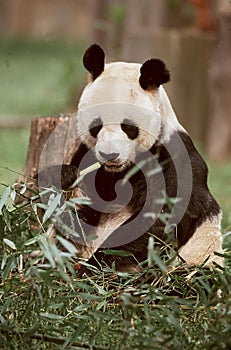 Giant Panda photo