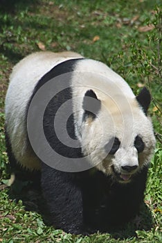 Giant Panda