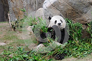 Giant panda