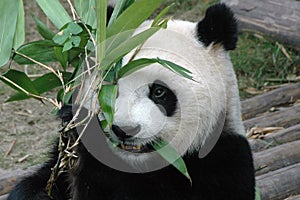 Giant panda