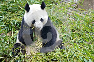 Giant Panda