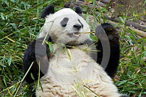 Giant Panda