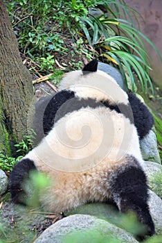 Giant Panda