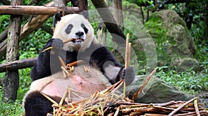 Giant Panda