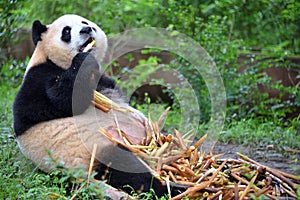 Giant Panda