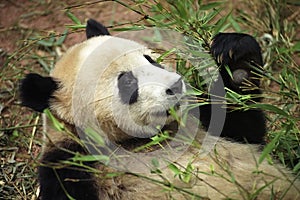 Giant Panda