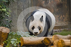 Giant Panda