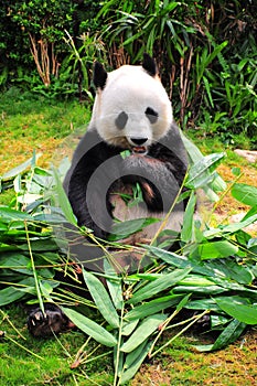 giant panda