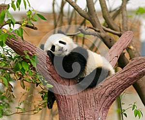 Giant panda photo