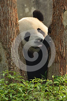 Giant Panda