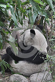 Giant Panda