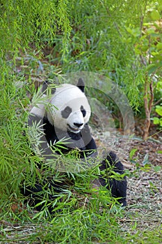 Giant Panda