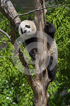 Giant Panda