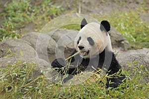 Giant panda