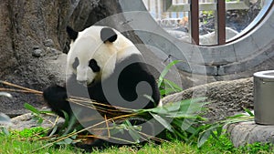 Giant panda