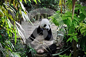 Giant panda