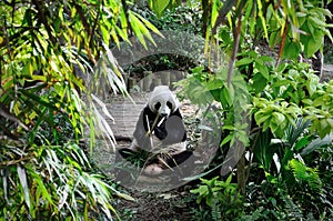 Giant panda