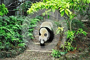 Giant panda