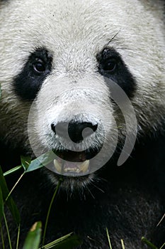 Giant Panda