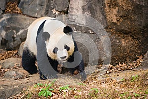 Giant panda