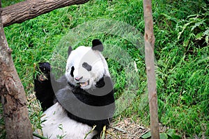 Giant Panda