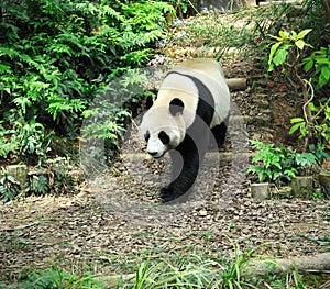 Giant panda