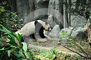 Giant panda