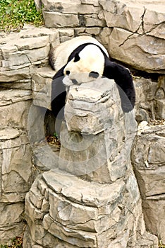 Giant Panda