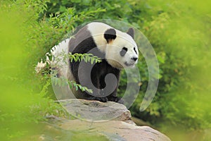 Giant panda