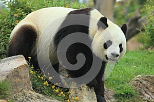 Giant panda