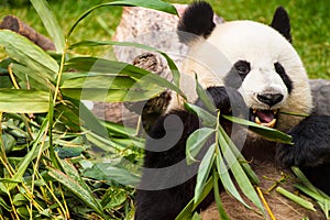 Giant panda