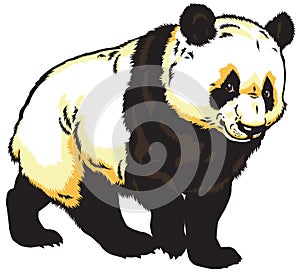 Giant panda