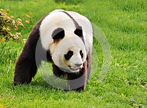 Giant panda