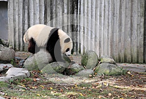 Giant panda